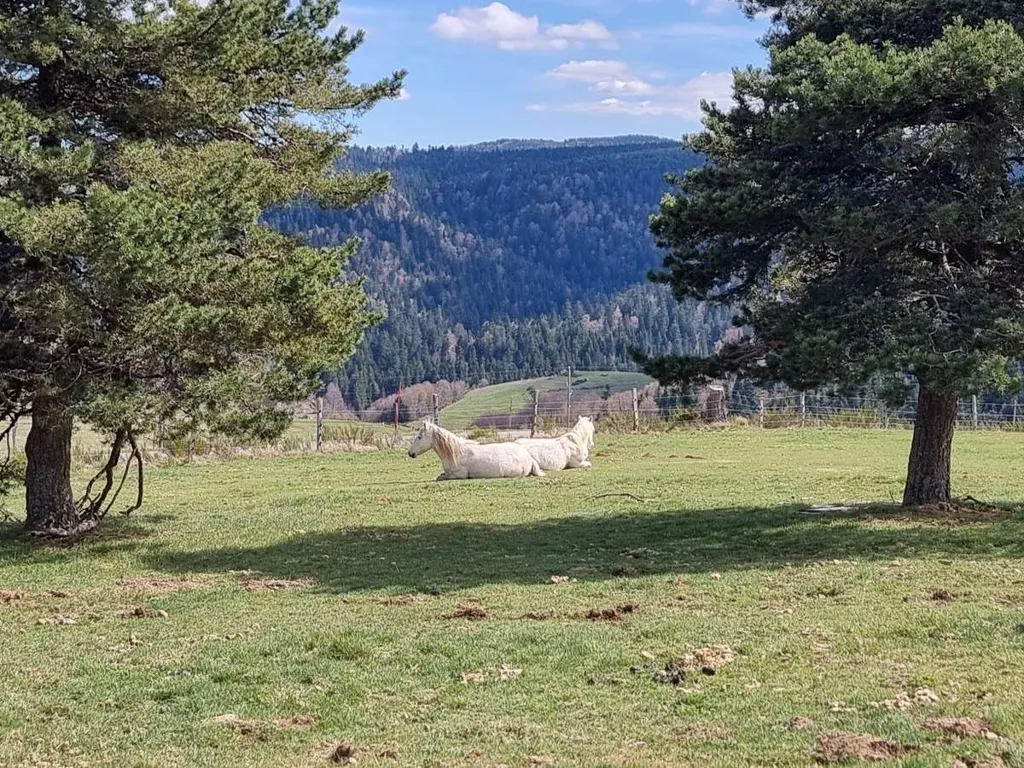 Garden - Equestrian Property with 16 Hectares in Ardèche