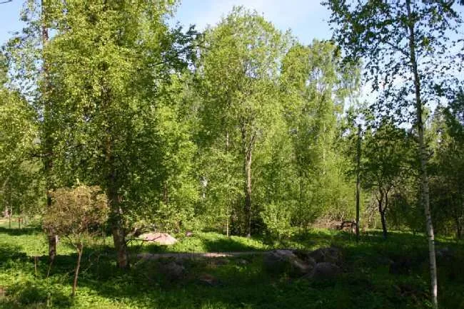 Maa asukohas Loviisa