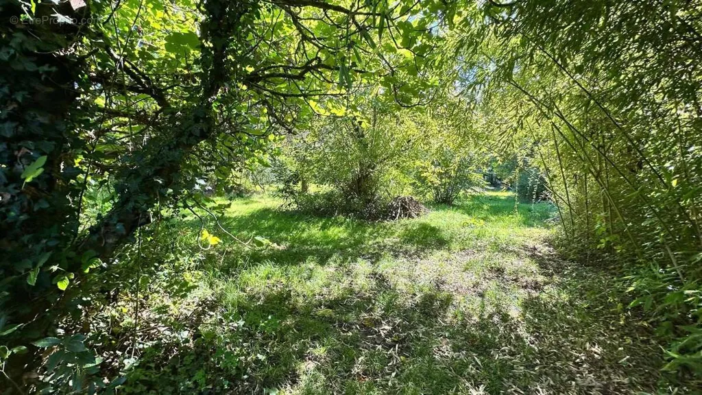 Jardin - Terrain Arboré au Calme à Chaniers