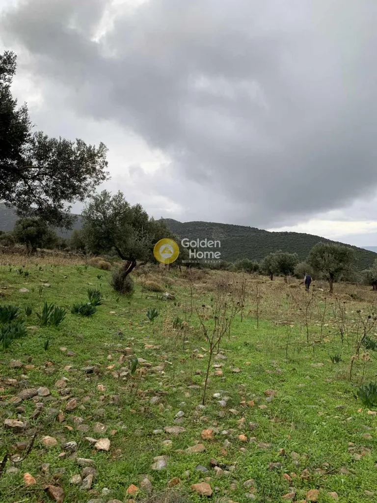 Aed - Panoramic Plot with Olive Trees in Almyropotamos