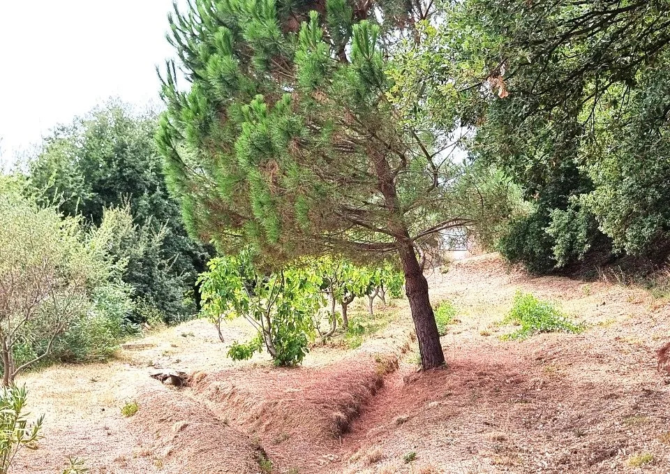 Jardin - Villa Moderne à Construire à Collobrières
