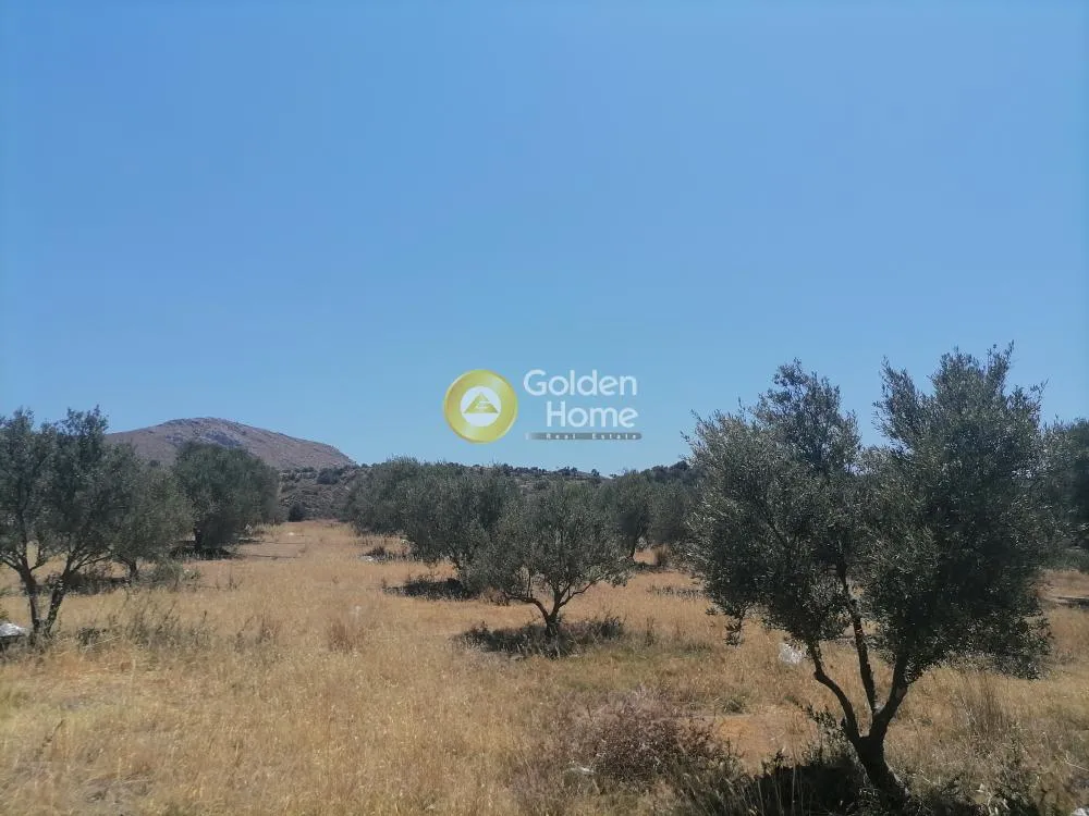 Garden - Buildable Plot with Olive Trees in Phaistos