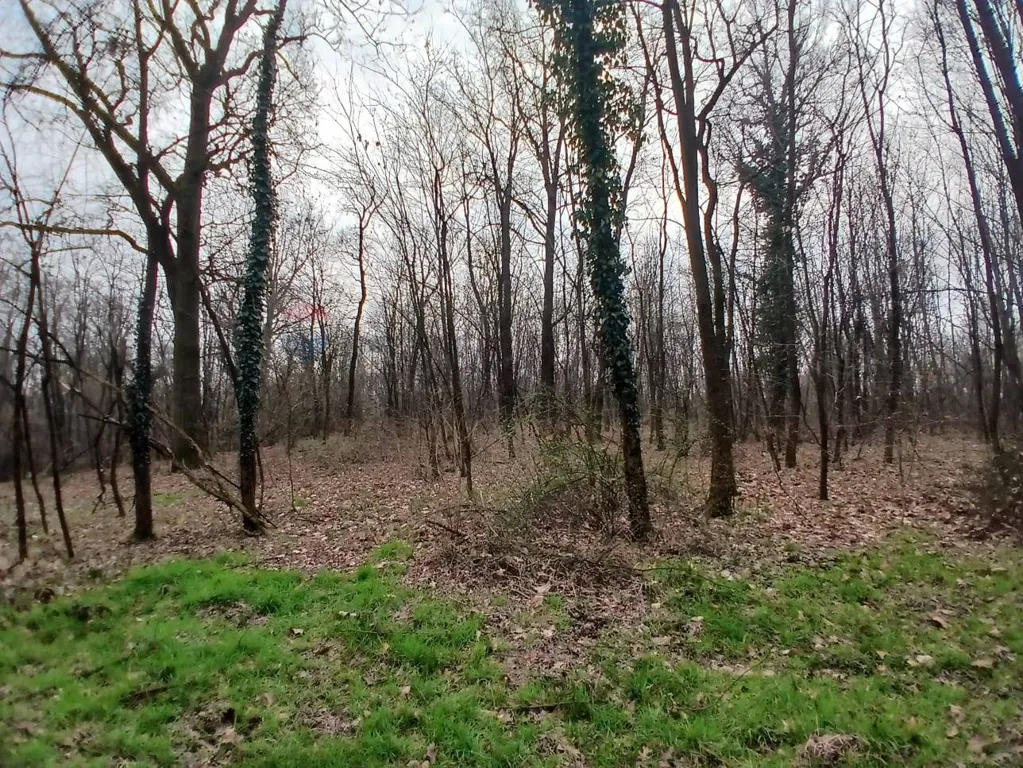 Jardín - Agricultural Land with Forest in Benna/Candelo