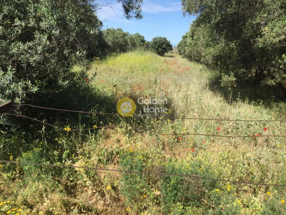 Aed - Plot for Villa with Olive Trees in Thermi Centre