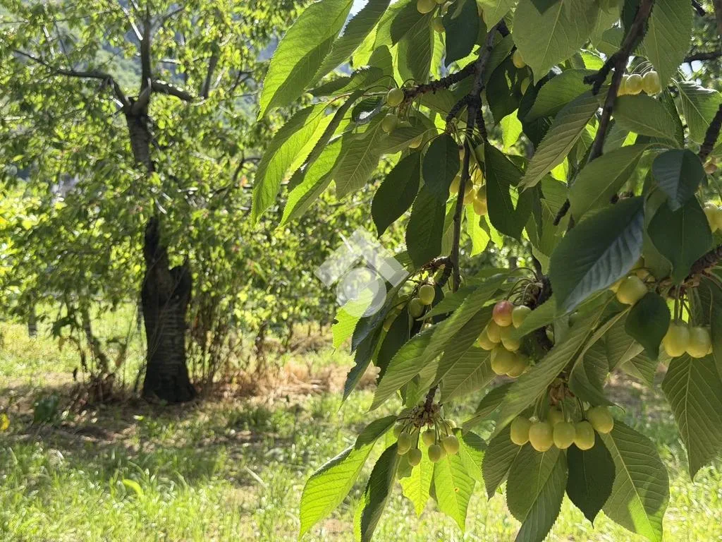 Jardin - Agricultural Land with Cherry Trees in Cervinara