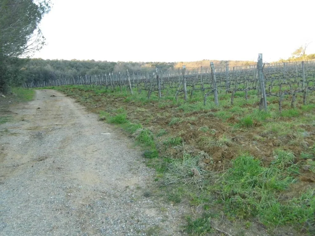 Garden - Vineyard Estate with Olive Grove in Suvereto