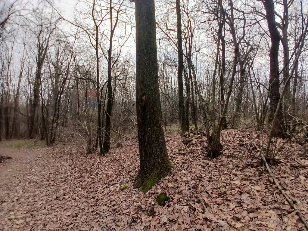 Agricultural Land with Forest in Benna/Candelo