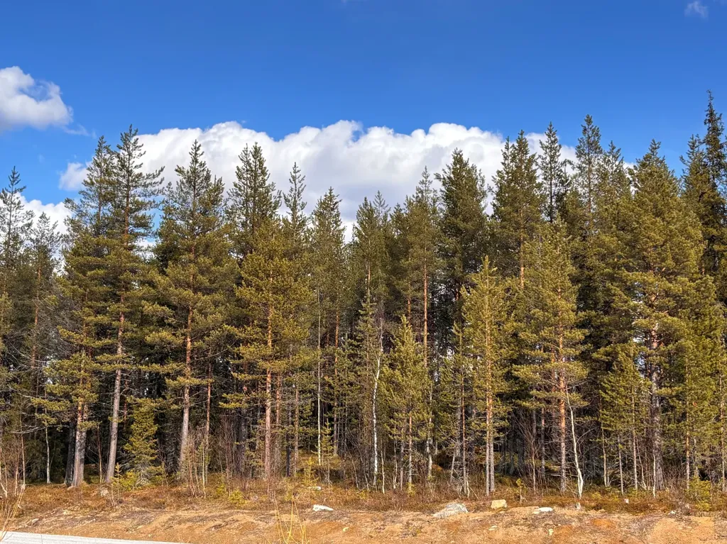 Aed - Forest Property with Development Potential in Gällivare