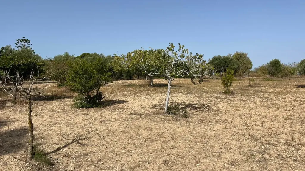 Aed - Villa with Olive Grove near Noto