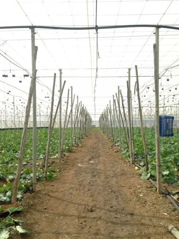 Garden - Land with Greenhouse in Guía de Isora
