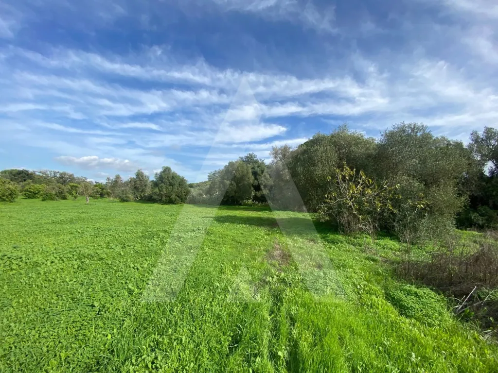 Aed - Rustic Plot with Fruit Trees in Almancil