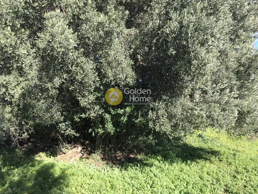 Aed - Plot with Sea View in Synteria, Keratea
