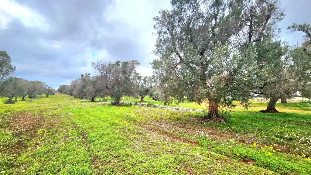 Giardino - Trullo da ristrutturare con terreno a Carovigno