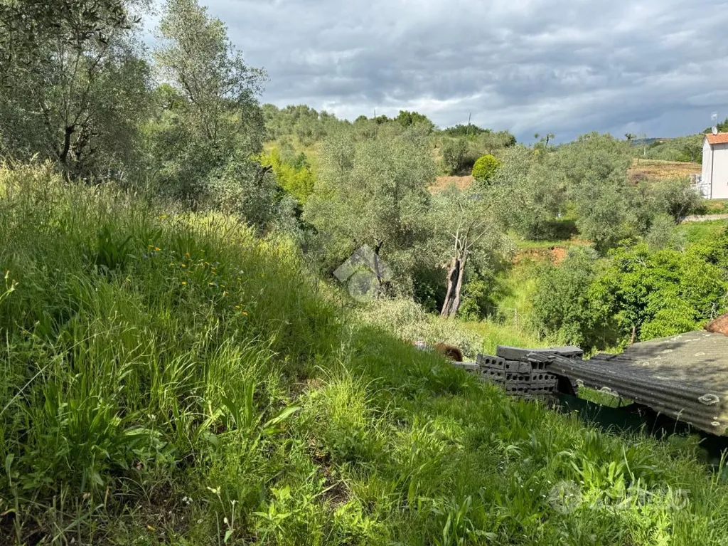 Aed - Rustic House with Olive Grove in Buggiano
