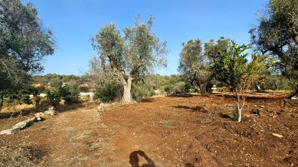 Jardin - Trullo with Olive Grove in Carovigno