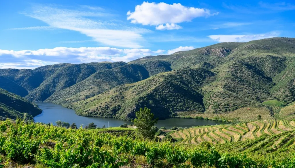 Vineyard with Riverfront in Douro Superior