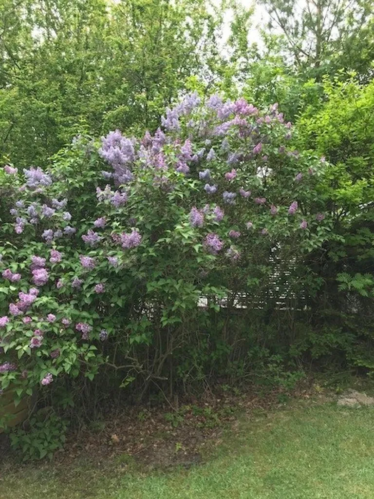 Giardino - Charming Cottage with Forest Glade in Ängsholmen