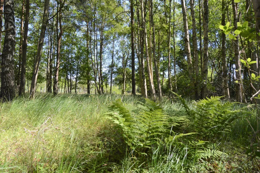 Land in Læsø