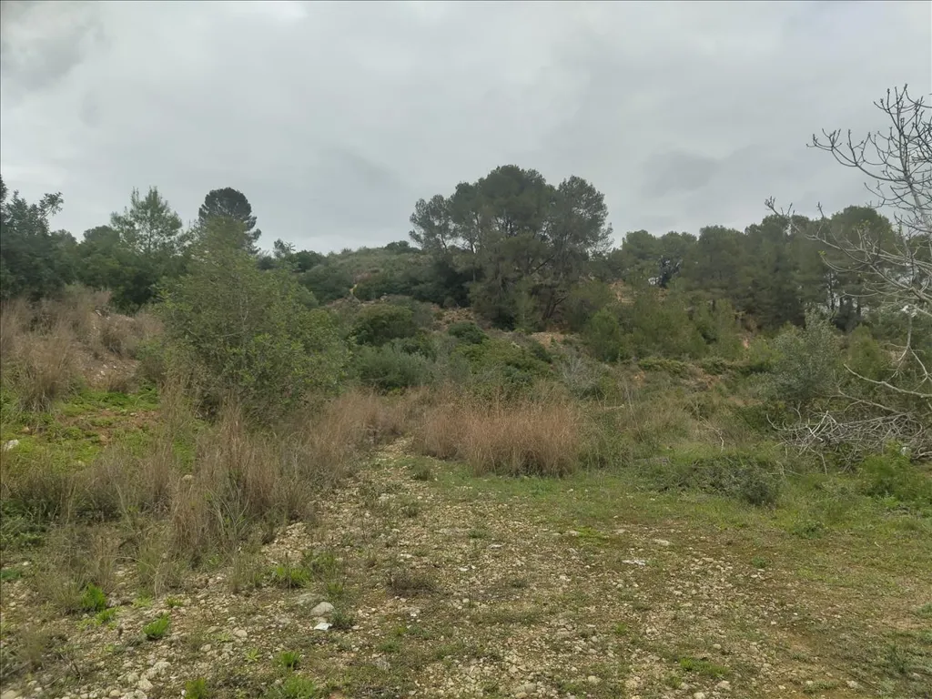 Jardin - Rustic Land with Vineyard in La Llosa de Ranes