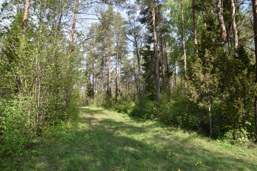 Jardin - Forested Land with Access Road in Väike-Võhma, Saaremaa