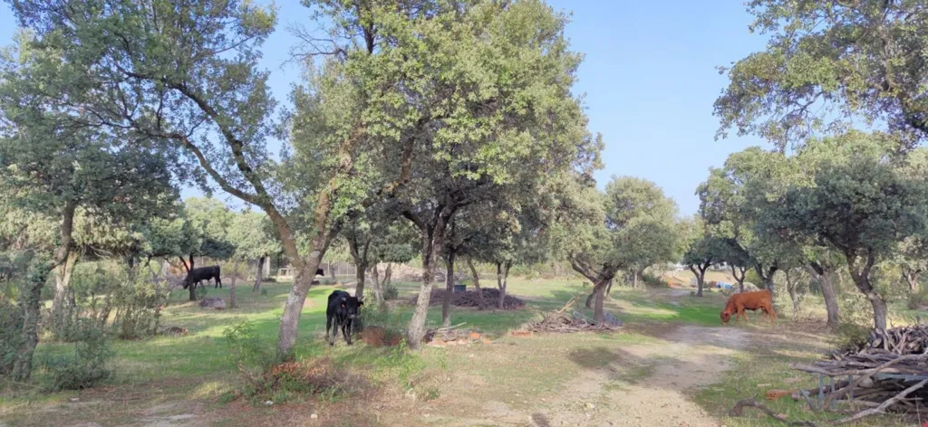 Jardin - Rustic Plot with Views in Galapagar