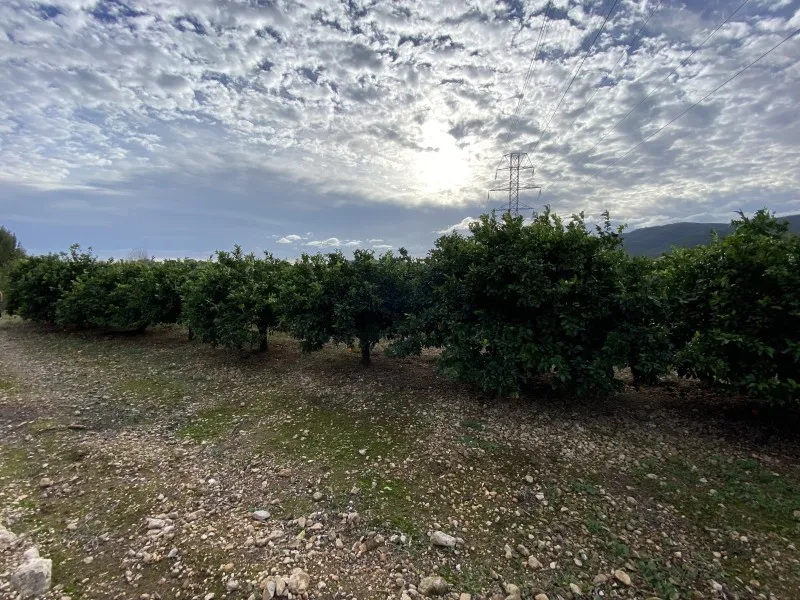 Jardin - Orchard Field with Orange Trees near Anna