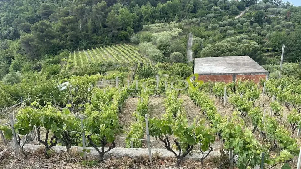 Garden - Rustic House with Vineyard in San Biagio della Cima
