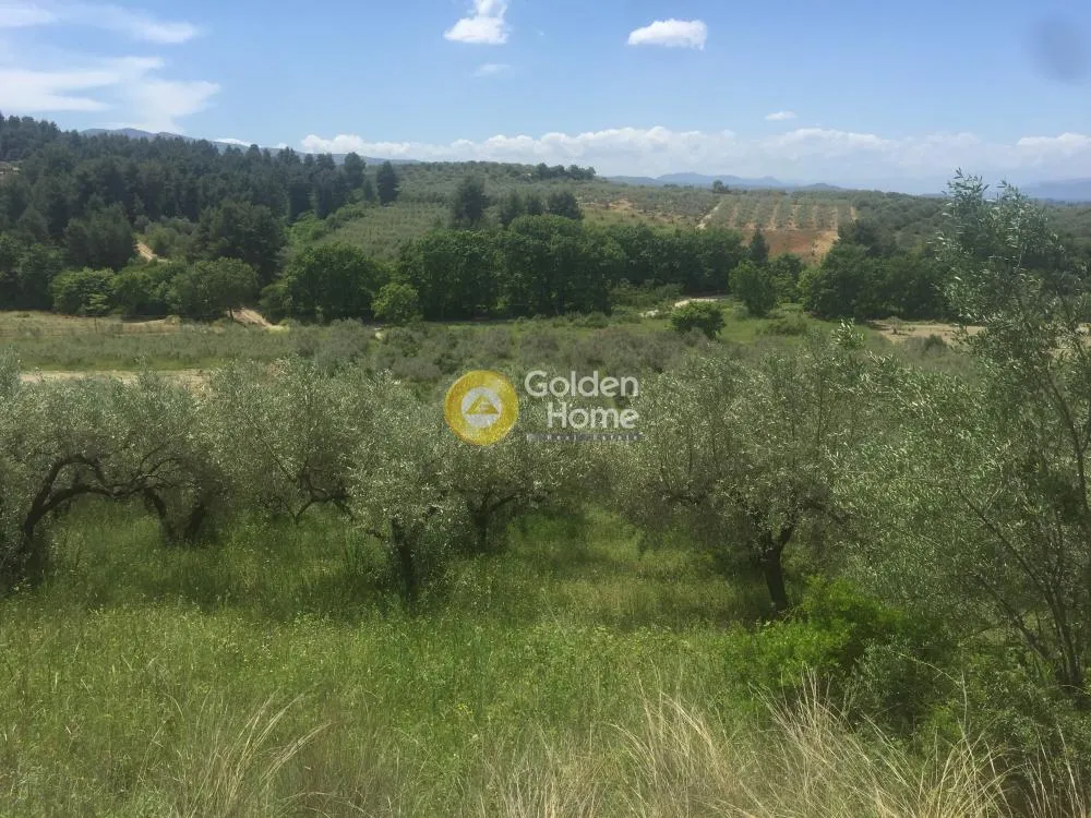 Aed - Agricultural Plot with Olive Trees in Avgoria