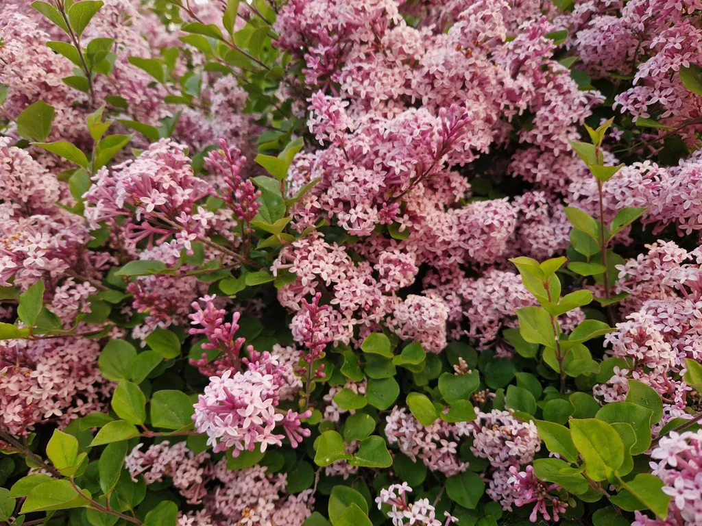 Jardin - Maison 3 pièces à Sundsvalls kommun