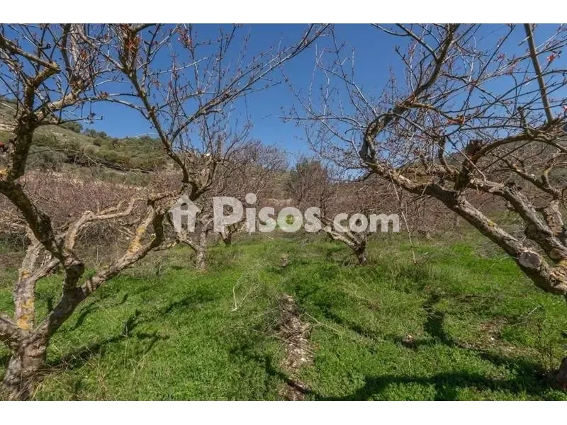 Giardino - Rustic Finca with Mountain View in Cónchar
