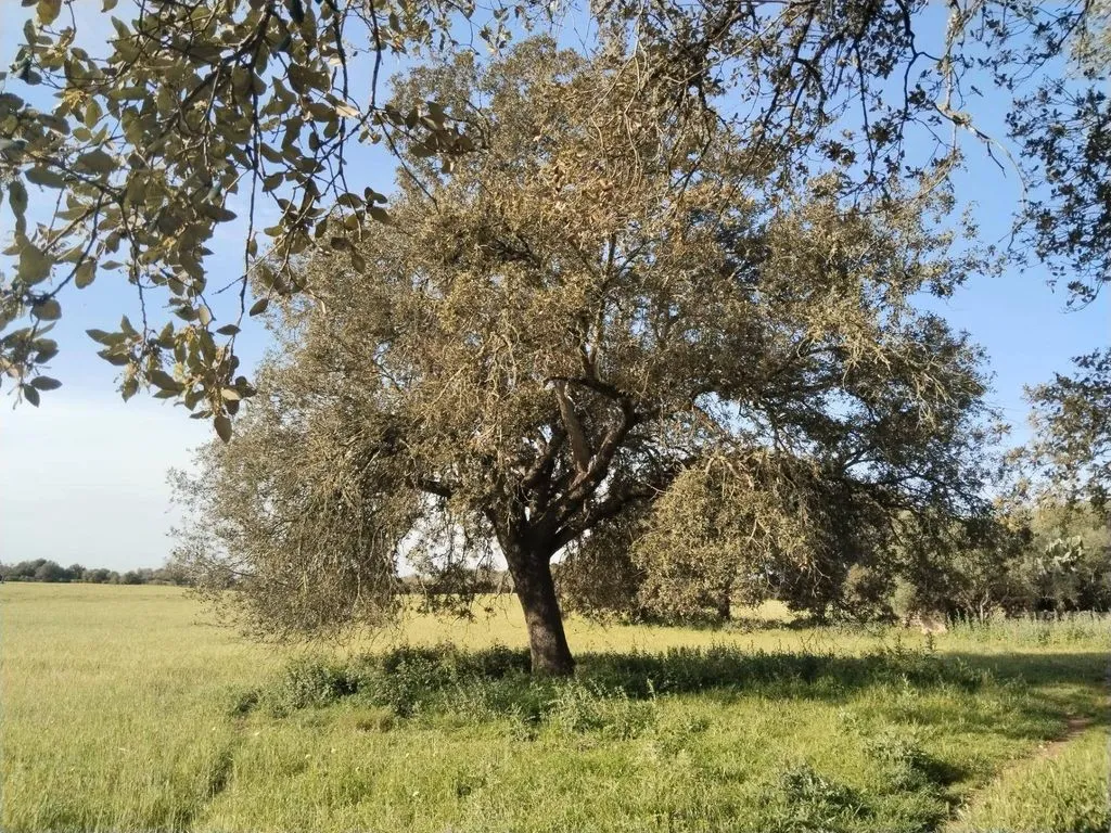 land_plot