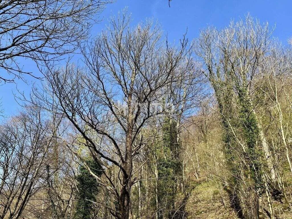 Terrain avec Bois et Grange dans un Village Calme