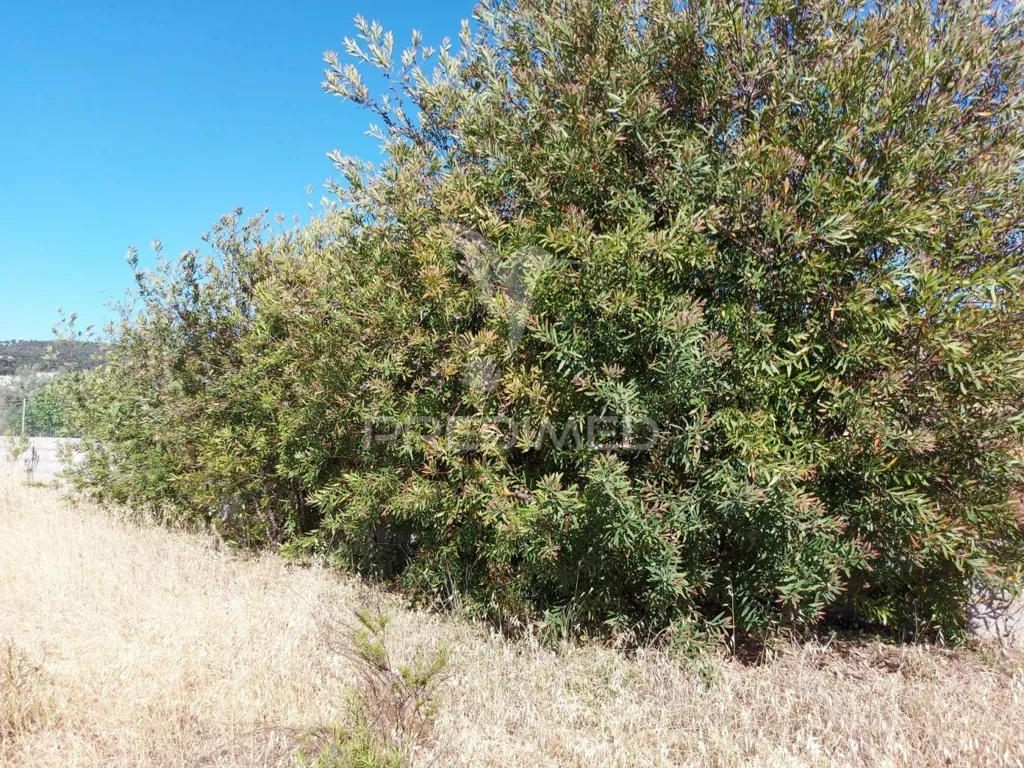 Aed - Delimited Land with Fruit Trees near Lagos