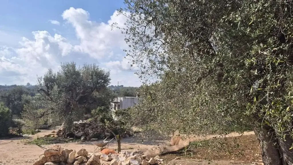 Aed - Rustic Trullo to Renovate in Ostuni