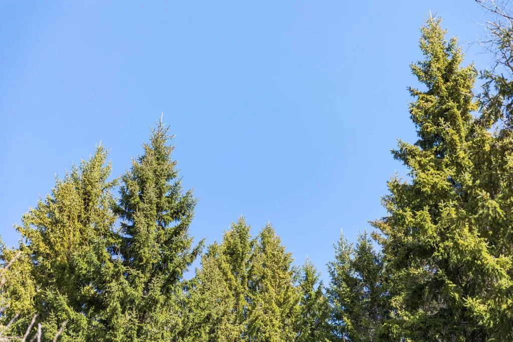 Unbuilt Land with Forest in Sundsvall