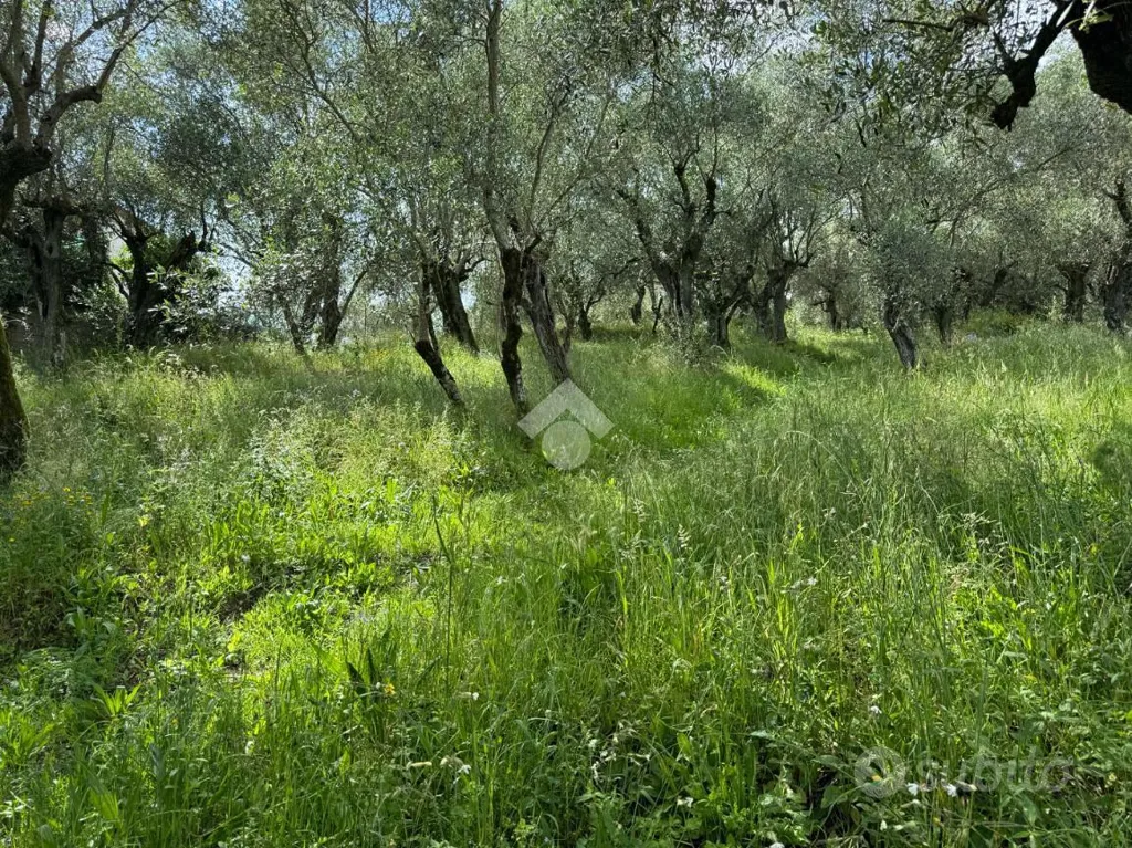 Aed - Rustic House with Olive Grove in Buggiano