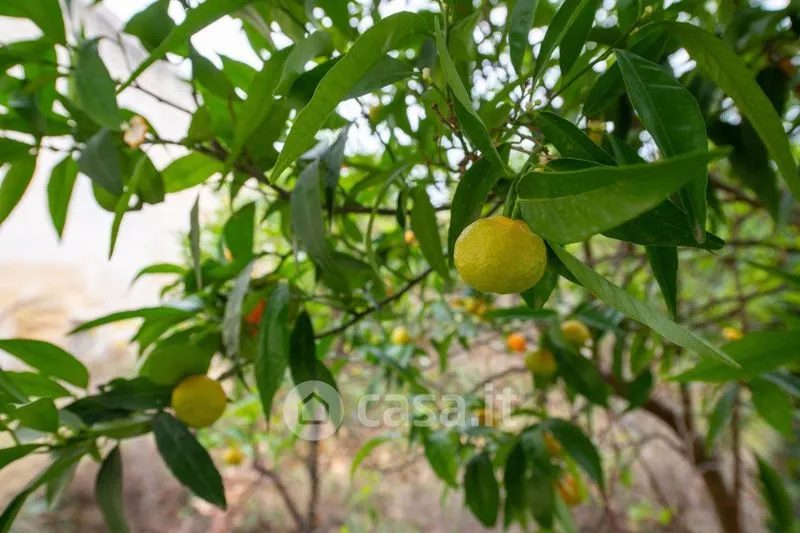 Jardin - Masseria with Olive Grove in Barletta