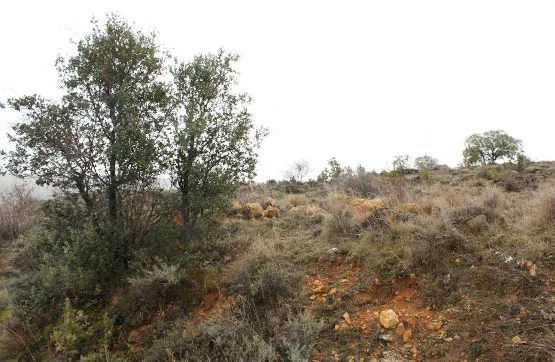 Aed - Large Agricultural Plot in Tordellego, Guadalajara