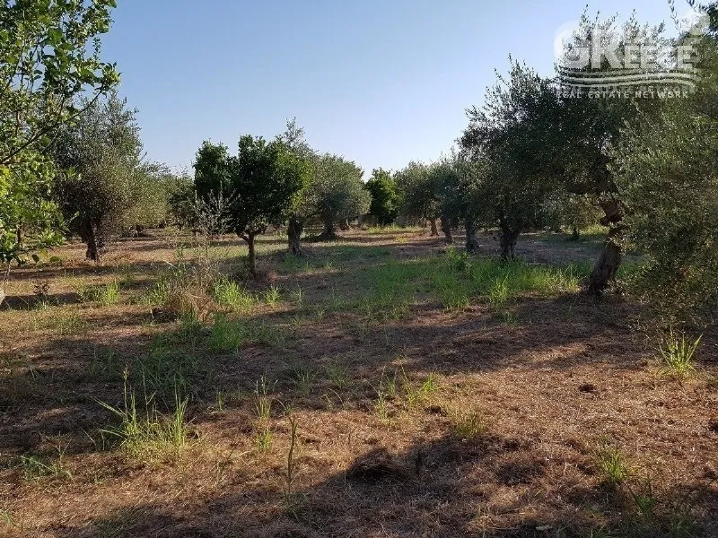 Jardin - Land with Olive Grove in Varbasiaina