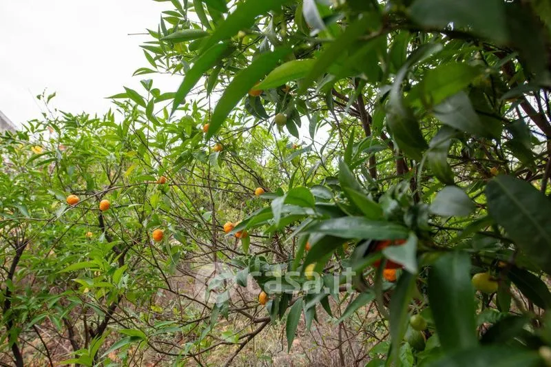 Jardin - Masseria with Olive Grove in Barletta