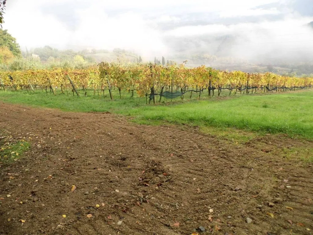Garden - Vineyard Estate with Olive Grove in Suvereto