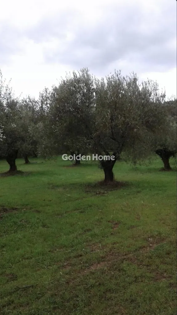 Jardin - Agricultural Plot with Olive Trees near Ancient Olympia