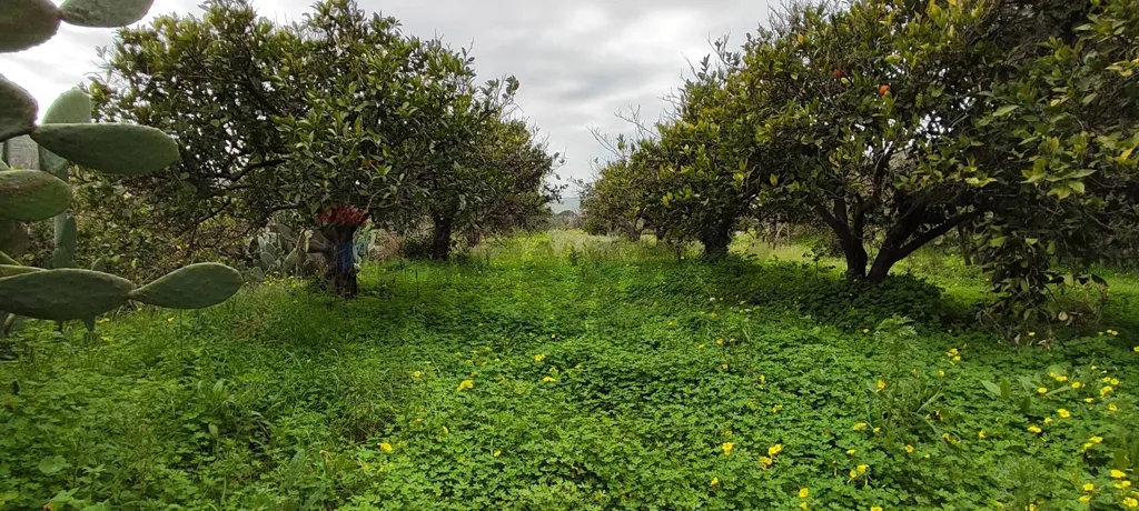 Jardin - Agricultural Plot with Olive Trees in Grammichele