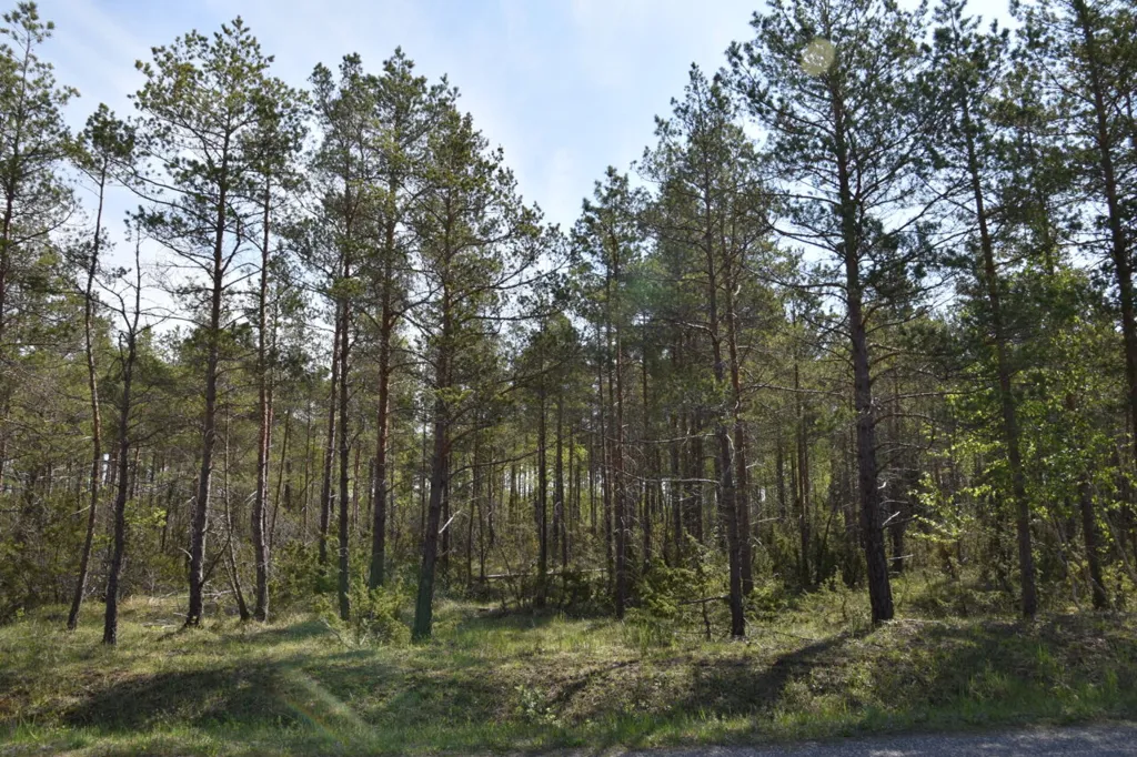 Jardin - Forested Land with Access Road in Väike-Võhma, Saaremaa