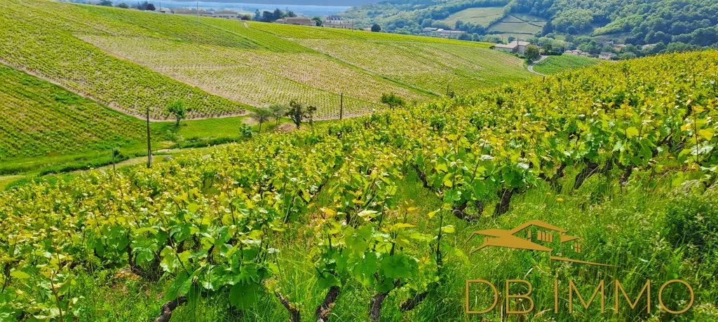 Jardin - Vignes AOC Juliénas dans le Beaujolais