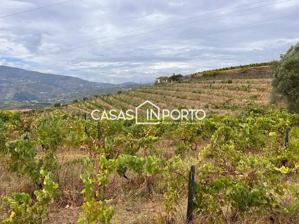 Aed - Luxury Farmhouse with Vineyard in Peso da Régua