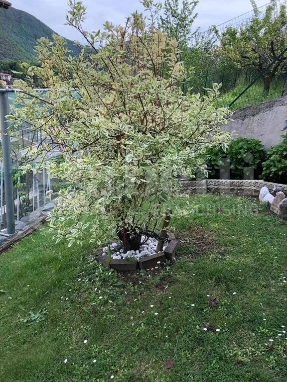 Giardino - Panoramic Villa with Garden in Asso (CO)