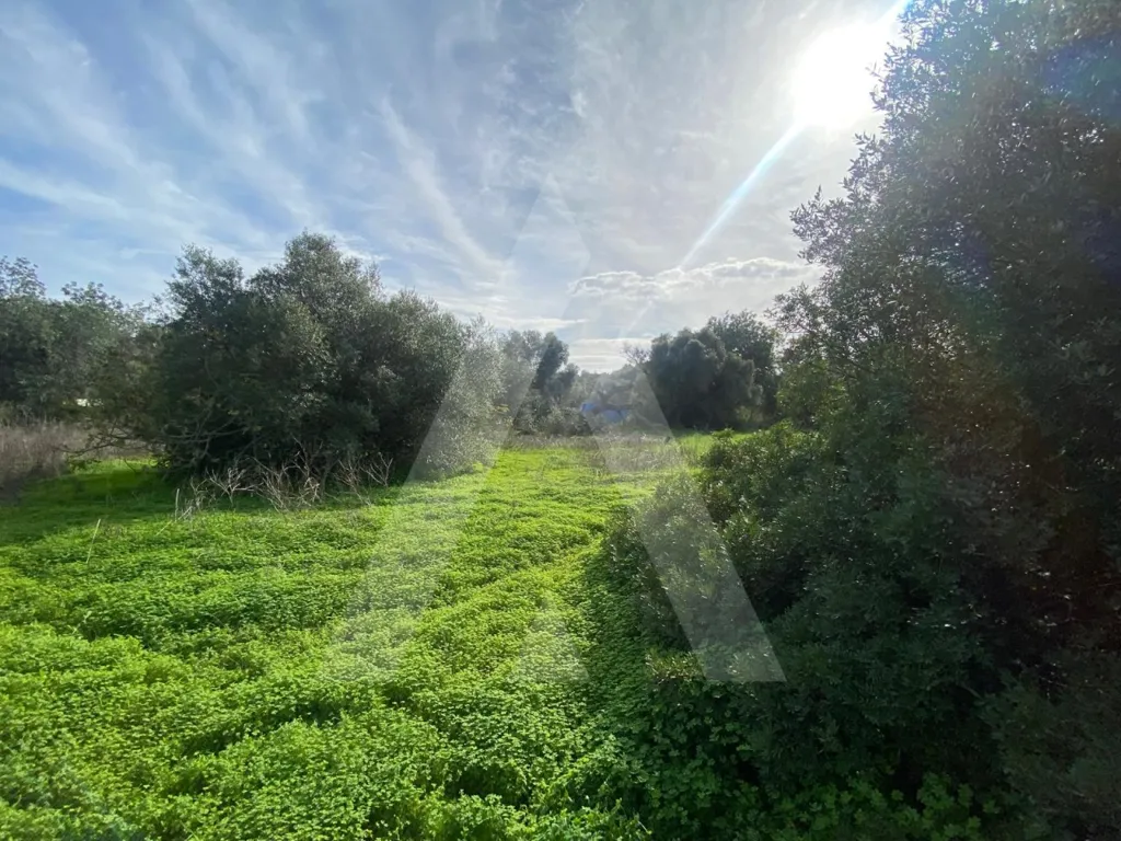 Aed - Rustic Plot with Fruit Trees in Almancil