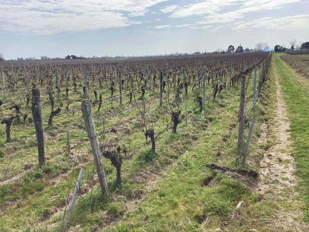 Aed - Vineyard Plot with Bio Cultivation in Saint-Sulpice-De-Faleyrens