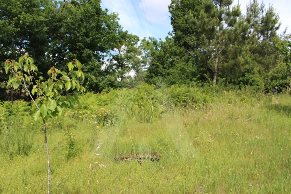 Garden - Building Land with Solar Exposure in Travassô